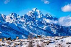 Elk View the Teton