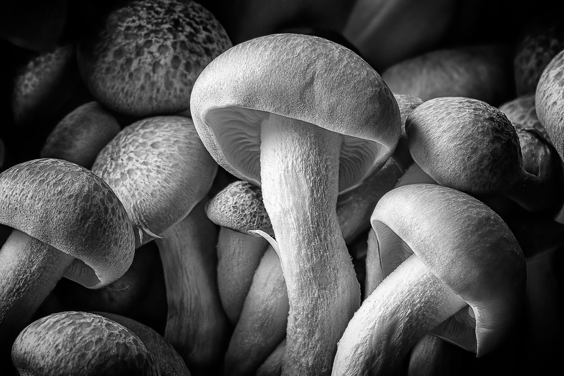 This is the winner and the critique of Sue's image was really positive.  The mushroom in the center is highlighted and super sharp.  As the other mushrooms go into the distance they lose light and focus.