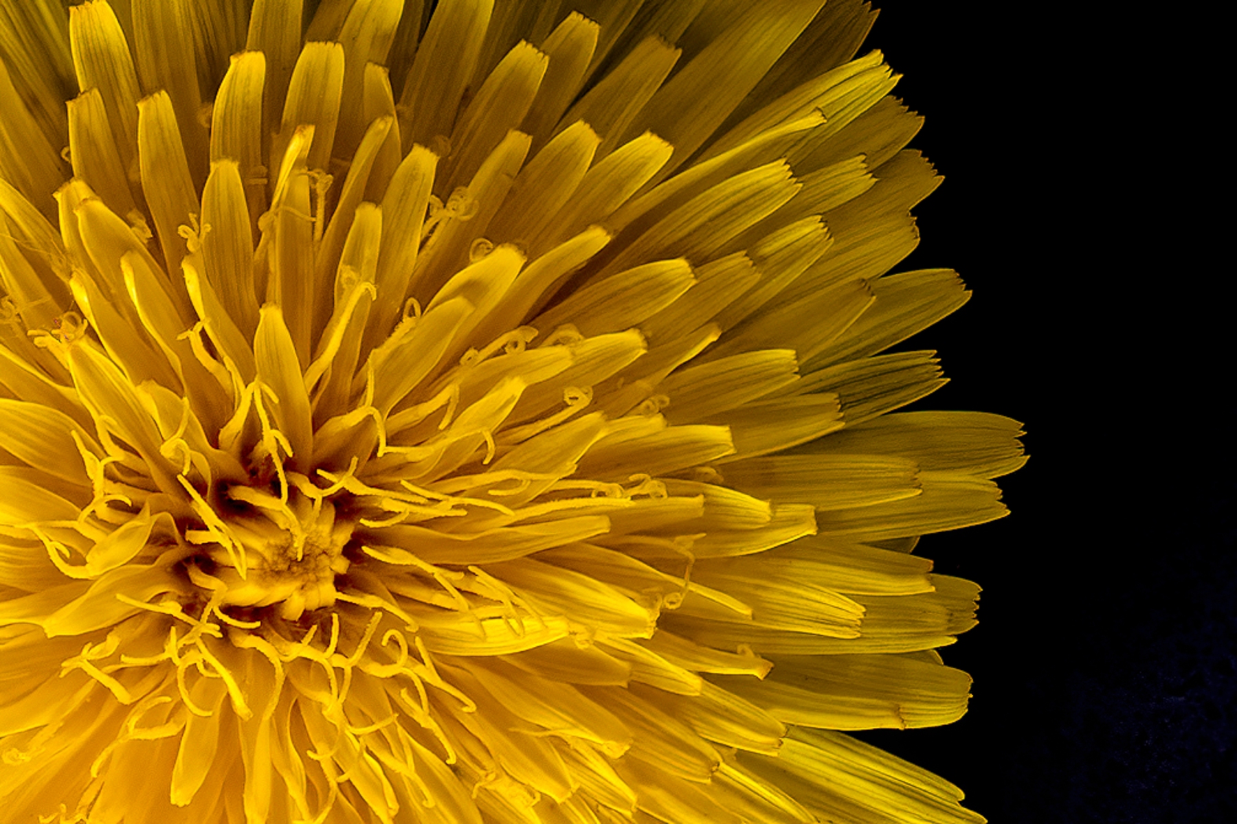 This close-up of a mountain dandelion in super sharp across the entire photo.  It was created with 56 images using Helicon Focus Stacking.  Now that makes a difference !